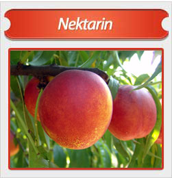 Оставить заявку на Nektarin