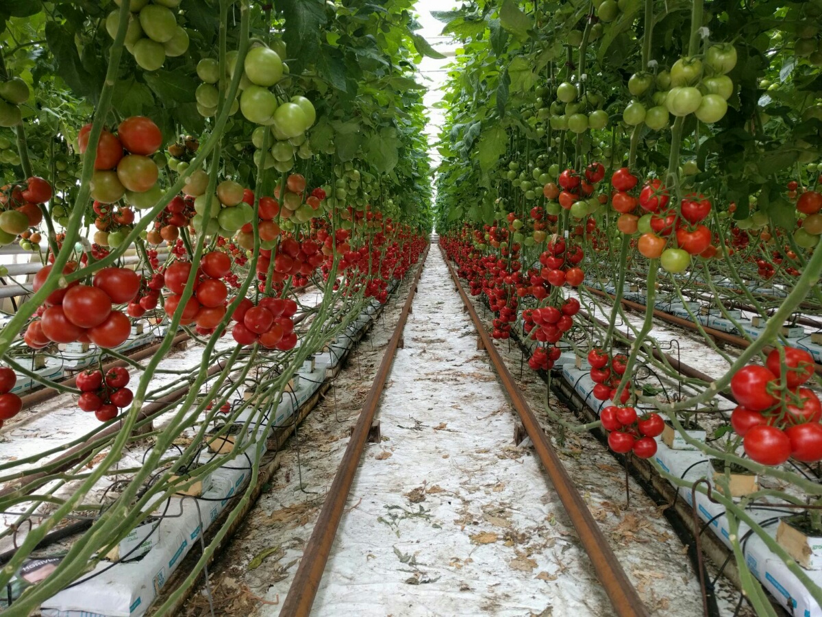 Оставить заявку на Теплицы, системы ирригации, отопления и автоматизации