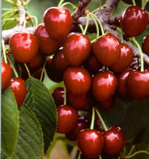 Оставить заявку на Cherry