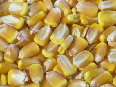 Оставить заявку на Corn
