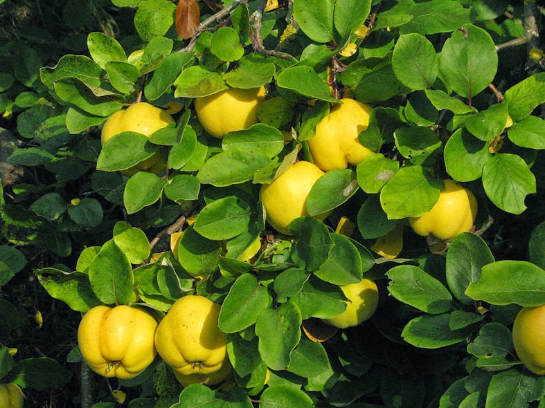 Оставить заявку на Quince