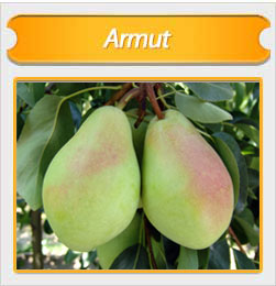 Оставить заявку на Armut