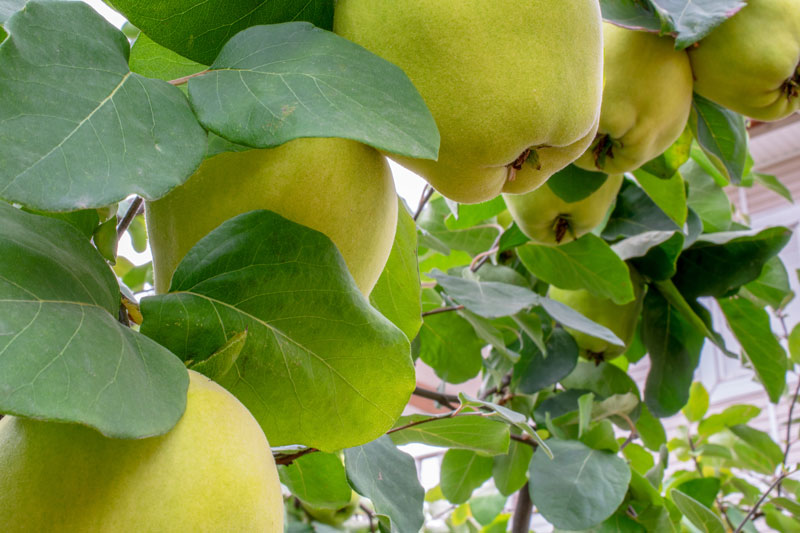 Оставить заявку на Quince