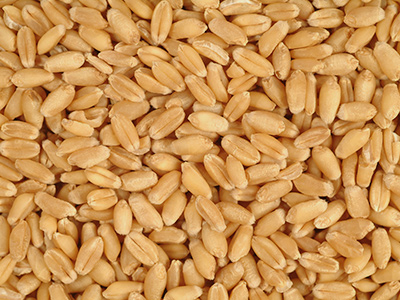 Оставить заявку на Wheat