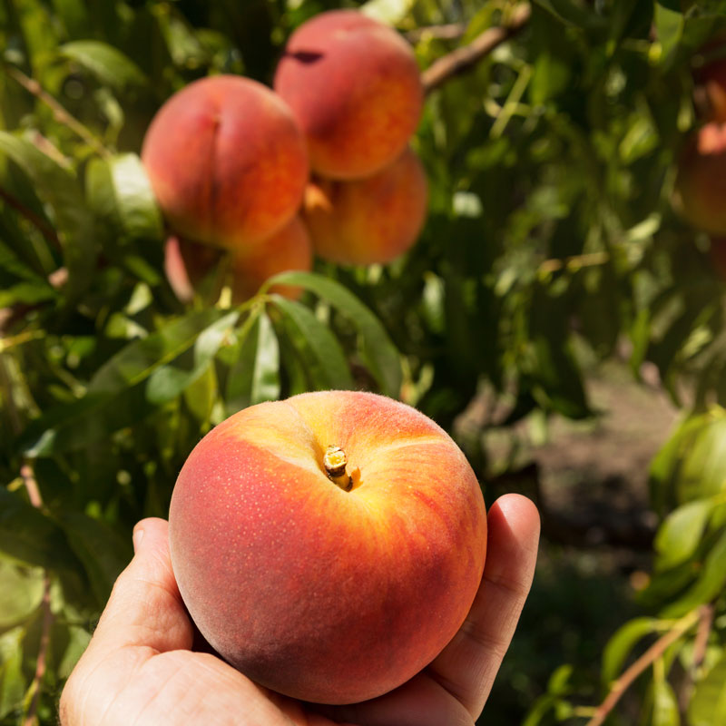 Оставить заявку на Peach